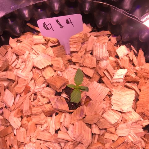 G14 - 1 growlog timeline photo