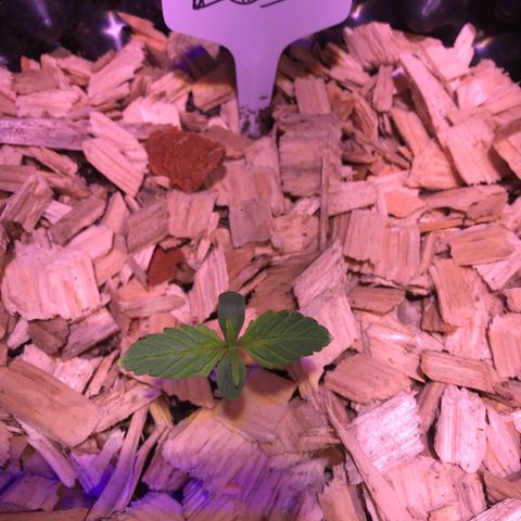 LSD-25 growlog timeline photo