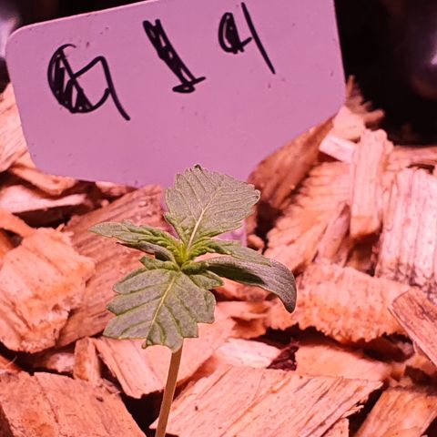 G14 - 1 growlog timeline photo