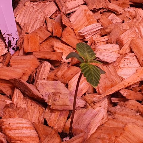 LSD-25 growlog timeline photo