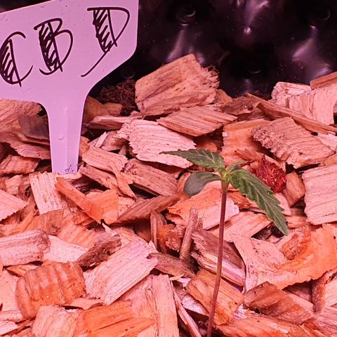 CBD Auto 20:1 growlog timeline photo