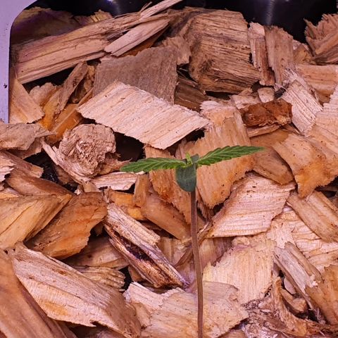 CBD Auto 20:1 growlog timeline photo