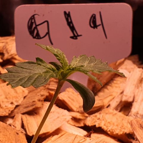 G14 - 1 growlog timeline photo