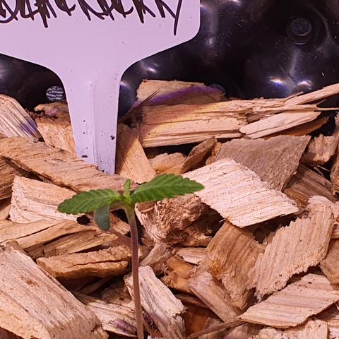 Blackberry growlog timeline photo