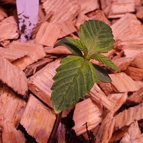 LSD-25 growlog timeline photo