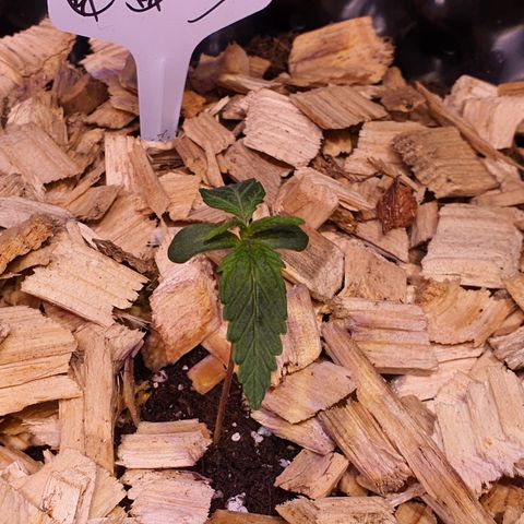 CBD Auto 20:1 growlog timeline photo