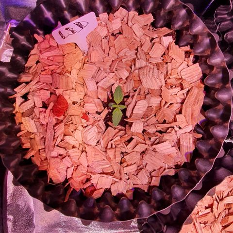 LSD-25 growlog timeline photo