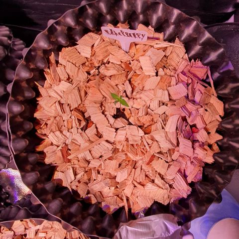 Blackberry growlog timeline photo