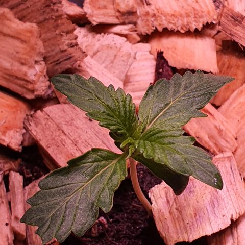 G14 - 1 growlog timeline photo