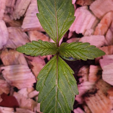 LSD-25 growlog timeline photo