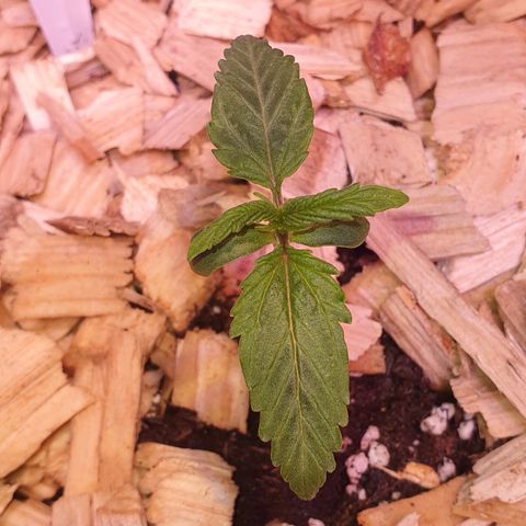 CBD Auto 20:1 growlog timeline photo