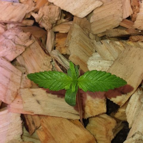 Blackberry growlog timeline photo