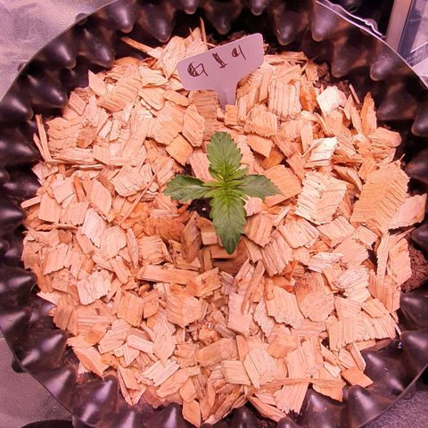 G14 - 1 growlog timeline photo
