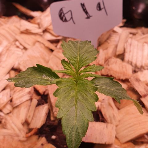G14 - 1 growlog timeline photo