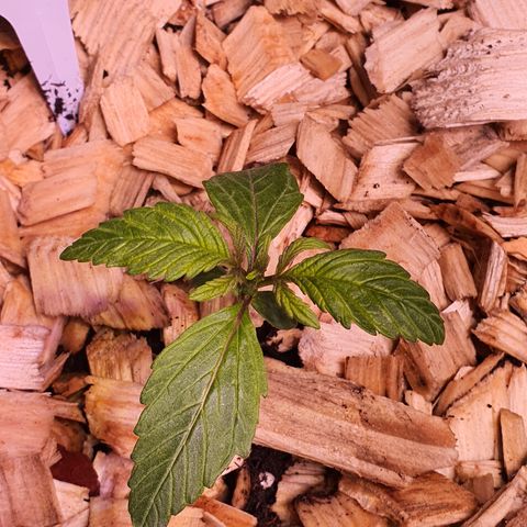 LSD-25 growlog timeline photo