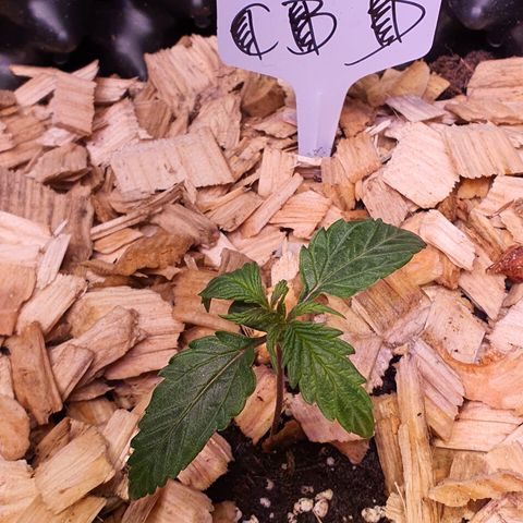 CBD Auto 20:1 growlog timeline photo