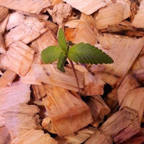 Blackberry growlog timeline photo