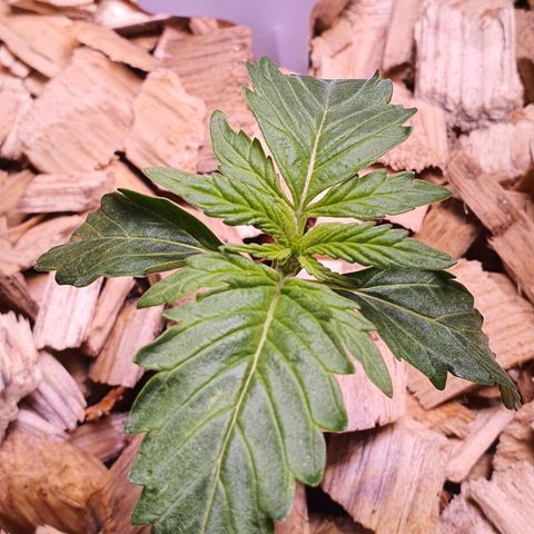 G14 - 1 growlog timeline photo