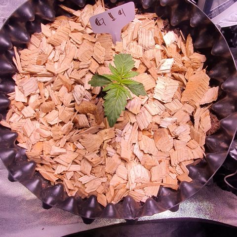 G14 - 1 growlog timeline photo