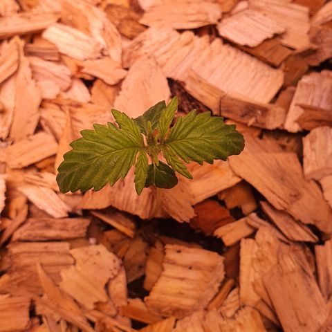 Magnum - 3 growlog timeline photo