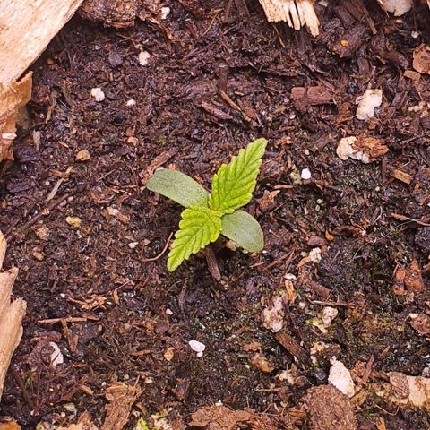 Wild Thailand Ryder - 1 growlog timeline photo