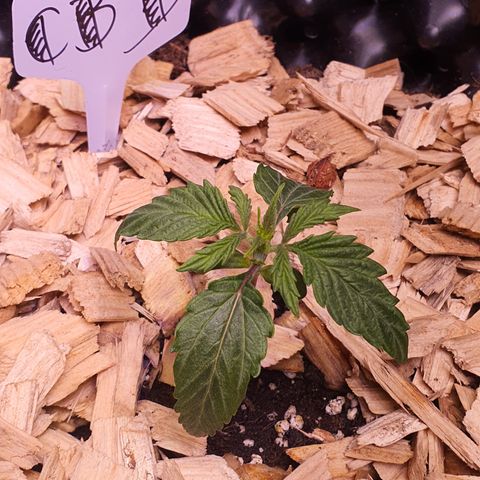 CBD Auto 20:1 growlog timeline photo