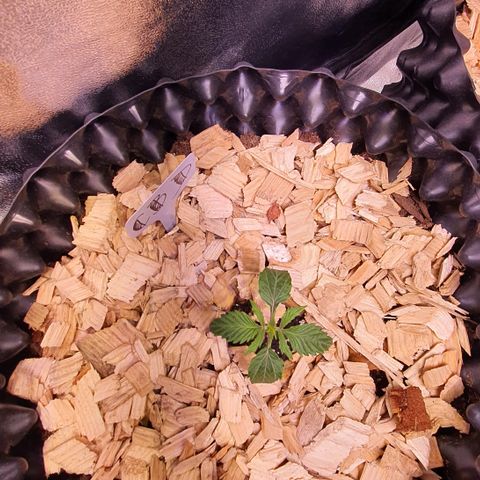 CBD Auto 20:1 growlog timeline photo