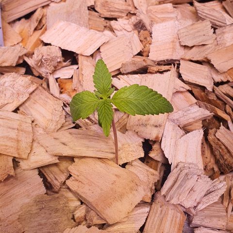 Blackberry growlog timeline photo