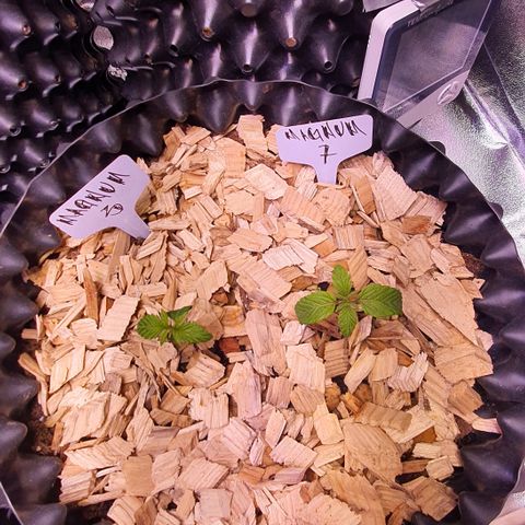 Magnum - 3 growlog timeline photo