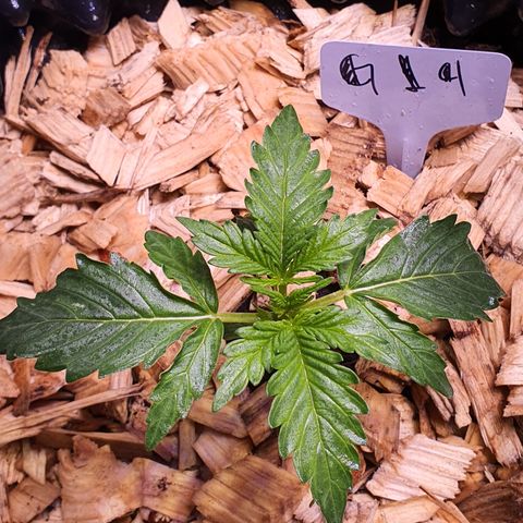 G14 - 1 growlog timeline photo