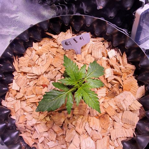 G14 - 1 growlog timeline photo