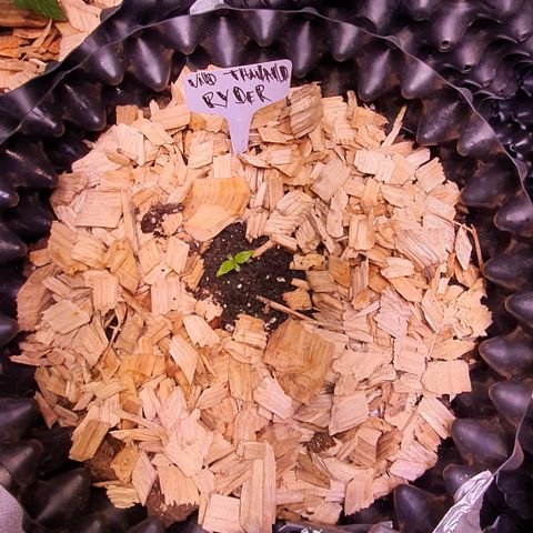 Wild Thailand Ryder - 1 growlog timeline photo