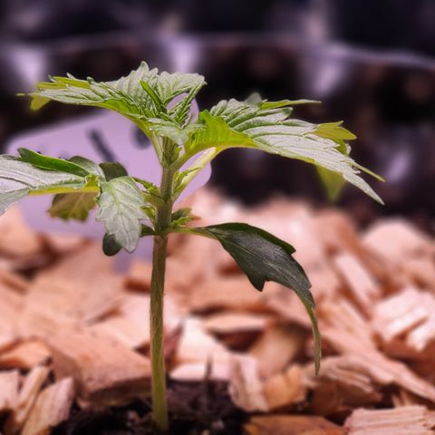 G14 - 1 growlog timeline photo
