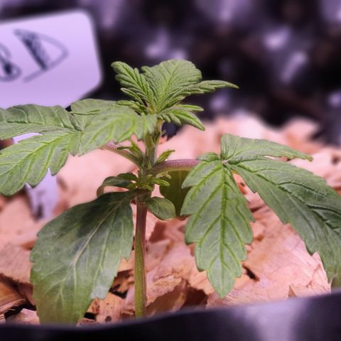 LSD-25 growlog timeline photo