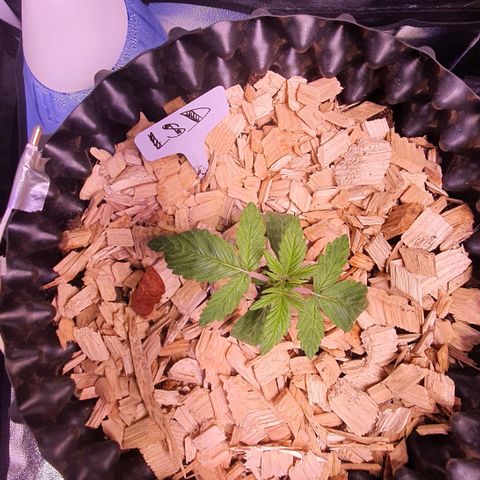 LSD-25 growlog timeline photo