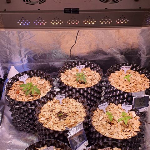 G14 - 1 growlog timeline photo