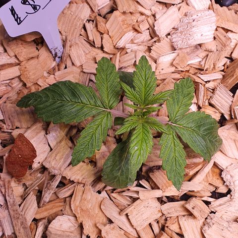 LSD-25 growlog timeline photo