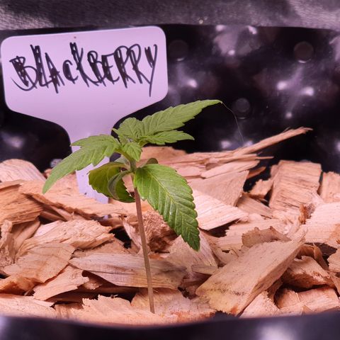 Blackberry growlog timeline photo