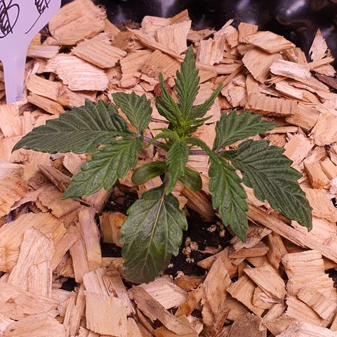 CBD Auto 20:1 growlog timeline photo