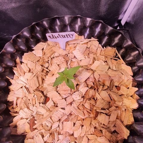 Blackberry growlog timeline photo
