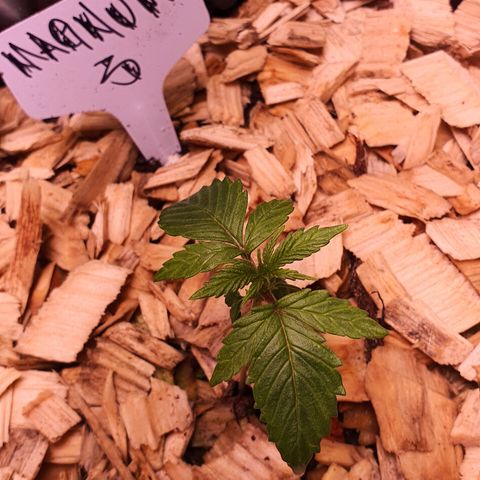 Magnum - 3 growlog timeline photo