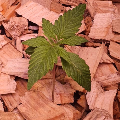 Blackberry growlog timeline photo