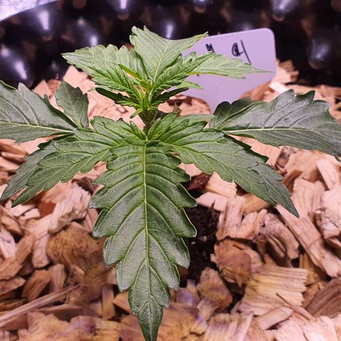 G14 - 1 growlog timeline photo