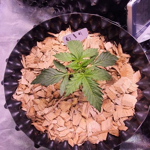 G14 - 1 growlog timeline photo
