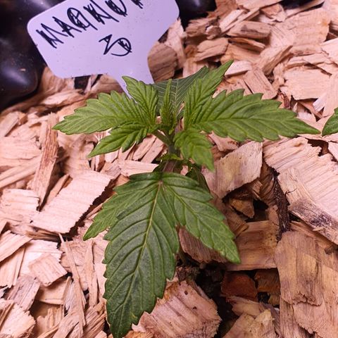 Magnum - 3 growlog timeline photo