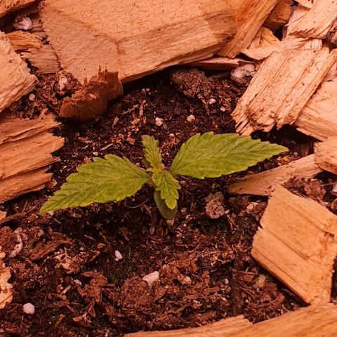 Wild Thailand Ryder - 1 growlog timeline photo