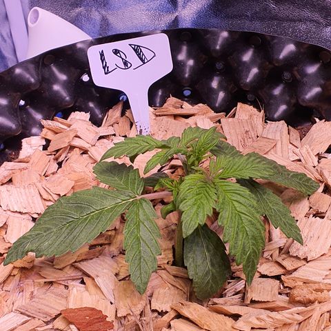LSD-25 growlog timeline photo
