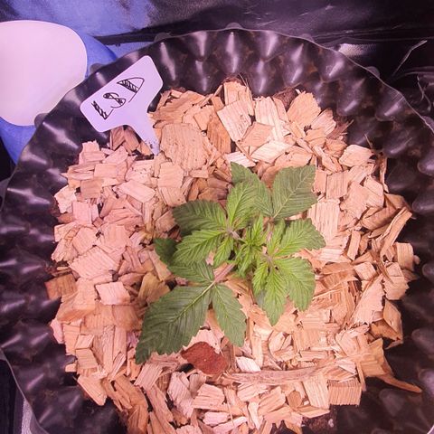 LSD-25 growlog timeline photo