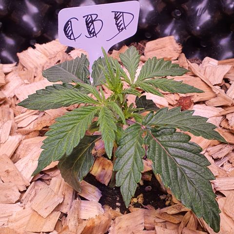 CBD Auto 20:1 growlog timeline photo