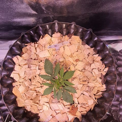 CBD Auto 20:1 growlog timeline photo
